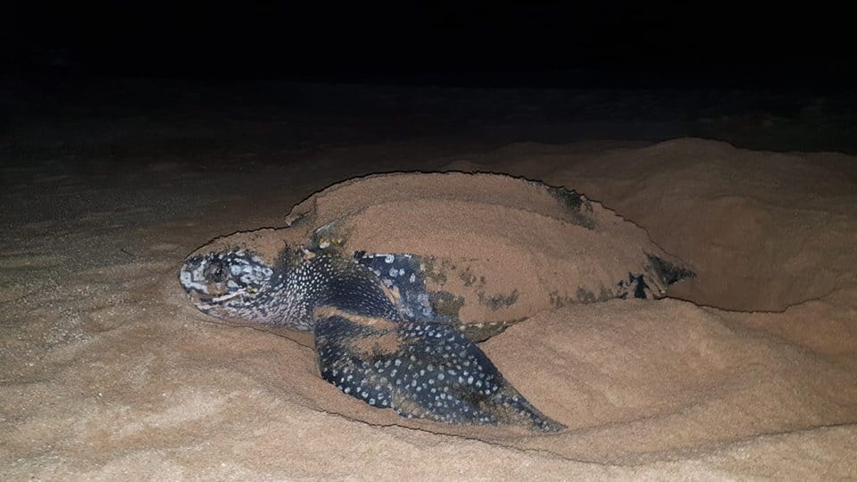 CAMBEÚ, AMOR AMBIENTAL