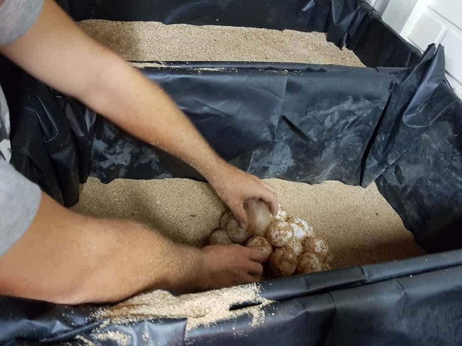 CAMBEÚ, AMOR AMBIENTAL