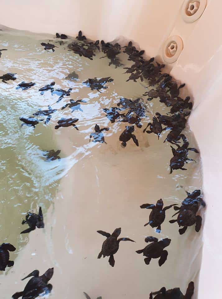 CAMBEÚ, AMOR AMBIENTAL