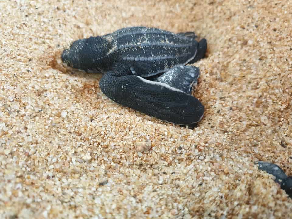 CAMBEÚ, AMOR AMBIENTAL