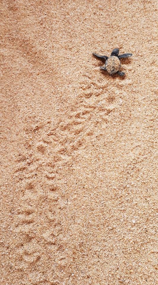 CAMBEÚ, AMOR AMBIENTAL