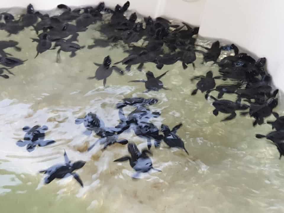 CAMBEÚ, AMOR AMBIENTAL