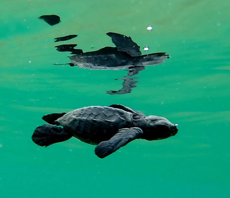 CAMBEÚ, AMOR AMBIENTAL