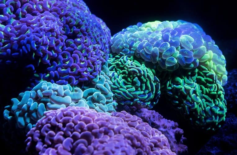 CORAL REEFS