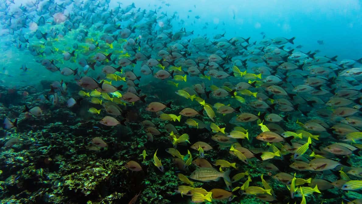 CORAL REEFS
