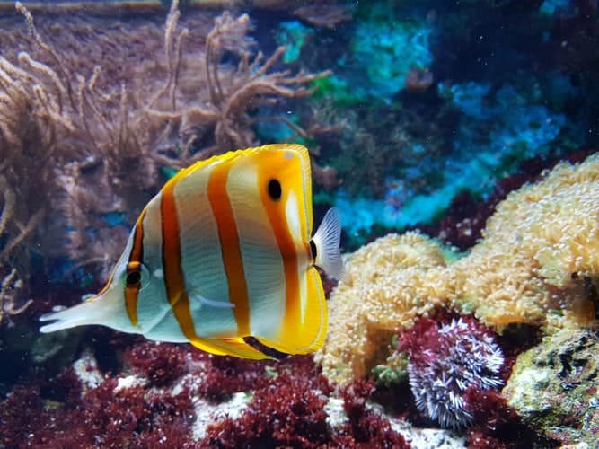 CORAL REEFS