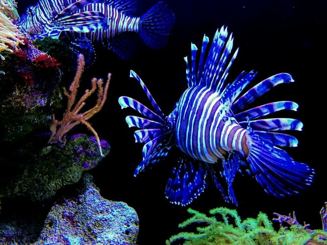 CORAL REEFS
