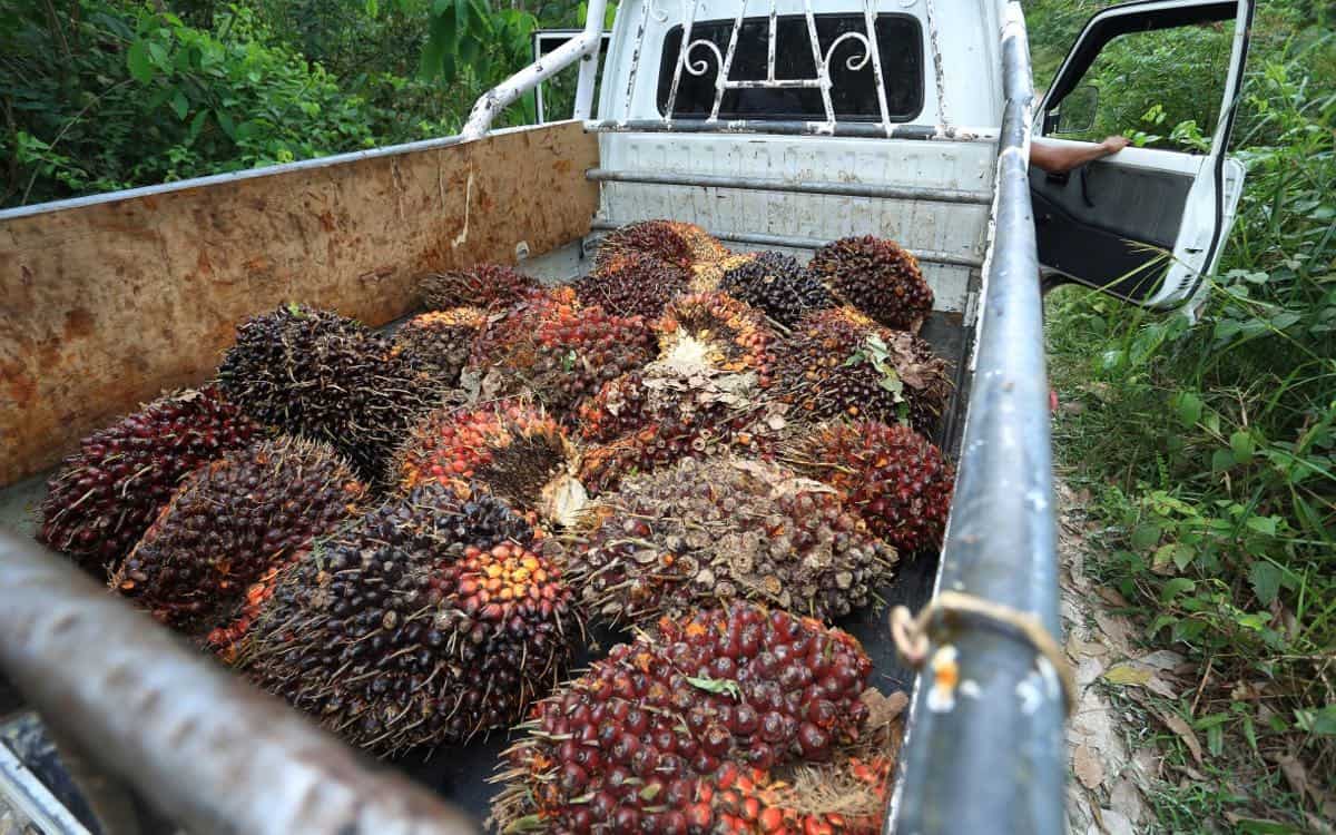 S.O.S: ÓLEO DE PALMA RISCOS PARA A VIDA ANIMAL E FLORESTAL