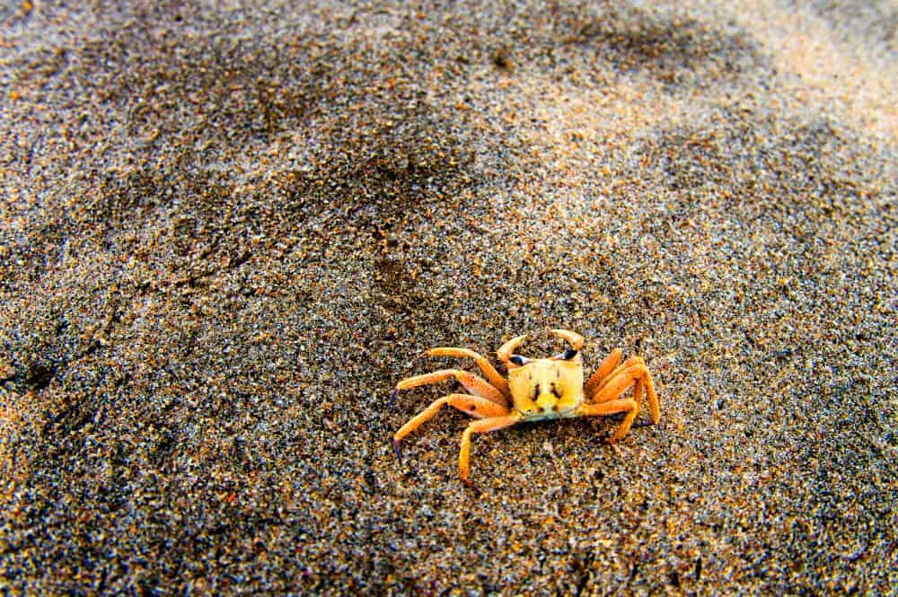 RESORT BAIA DE MUSSERRA