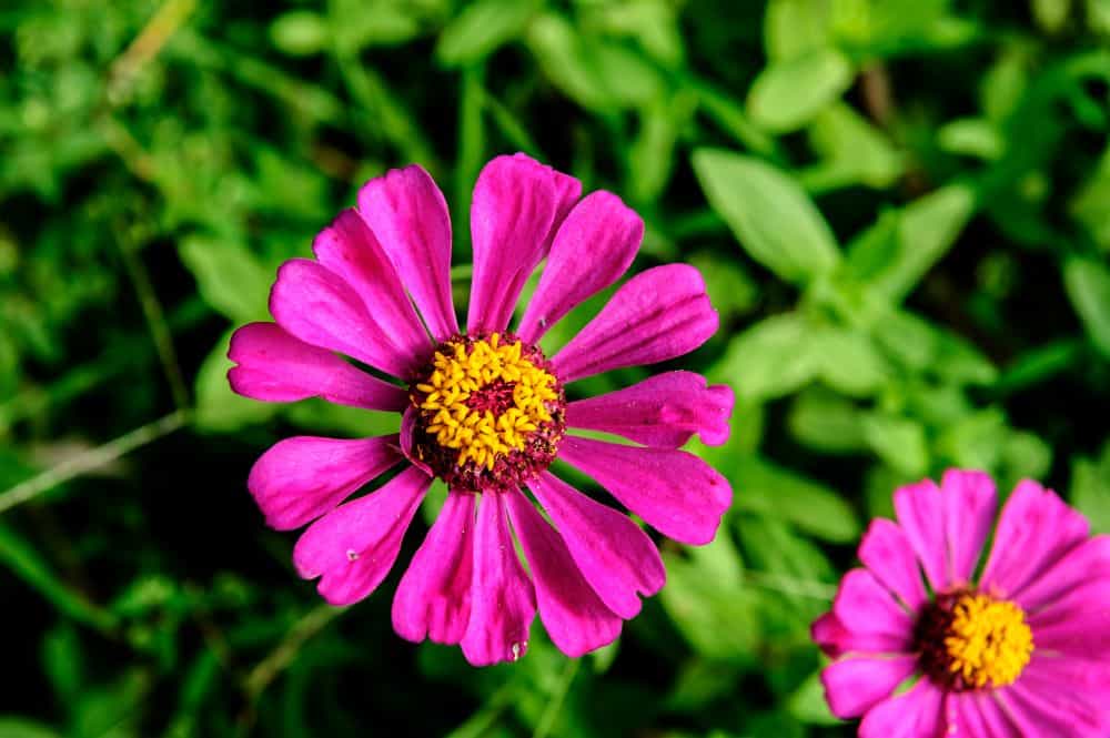 RESORT BAIA DE MUSSERRA