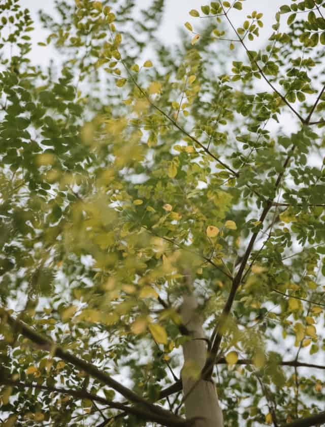 O extraordinário poder da Moringa – A Árvore da Vida