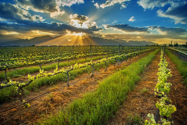 VINHOS DA AFRICA DO SUL CONQUISTAM LUANDA