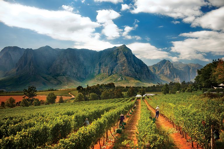 VINHOS DA ÁFRICA DO SUL CONQUISTAM LUANDA