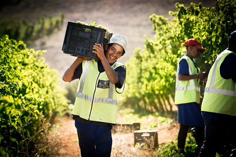 VINHOS DA ÁFRICA DO SUL CONQUISTAM LUANDA